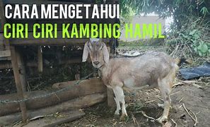 Warna Susu Kambing Hamil 3 Bulan